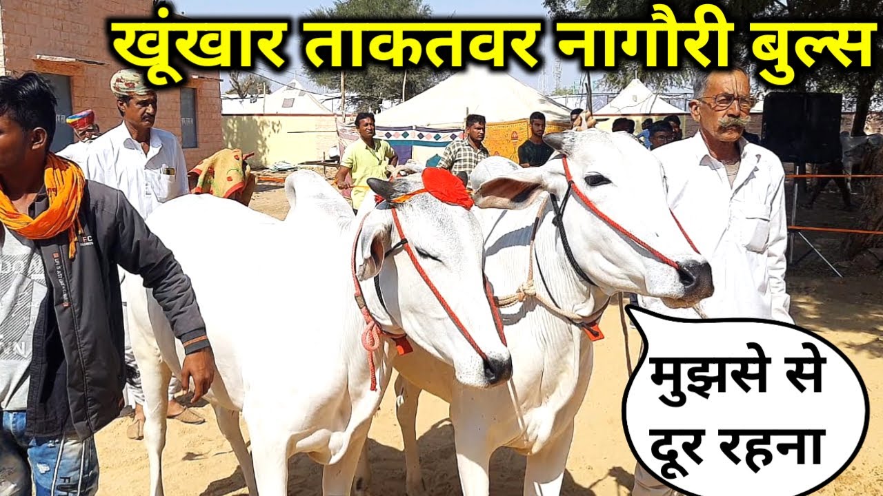 सिंह की तरह गरजते दुनिया की सबसे बालिस्ट प्रजाति के बेलों का मेला / Nagaur Pashu Mela 2024