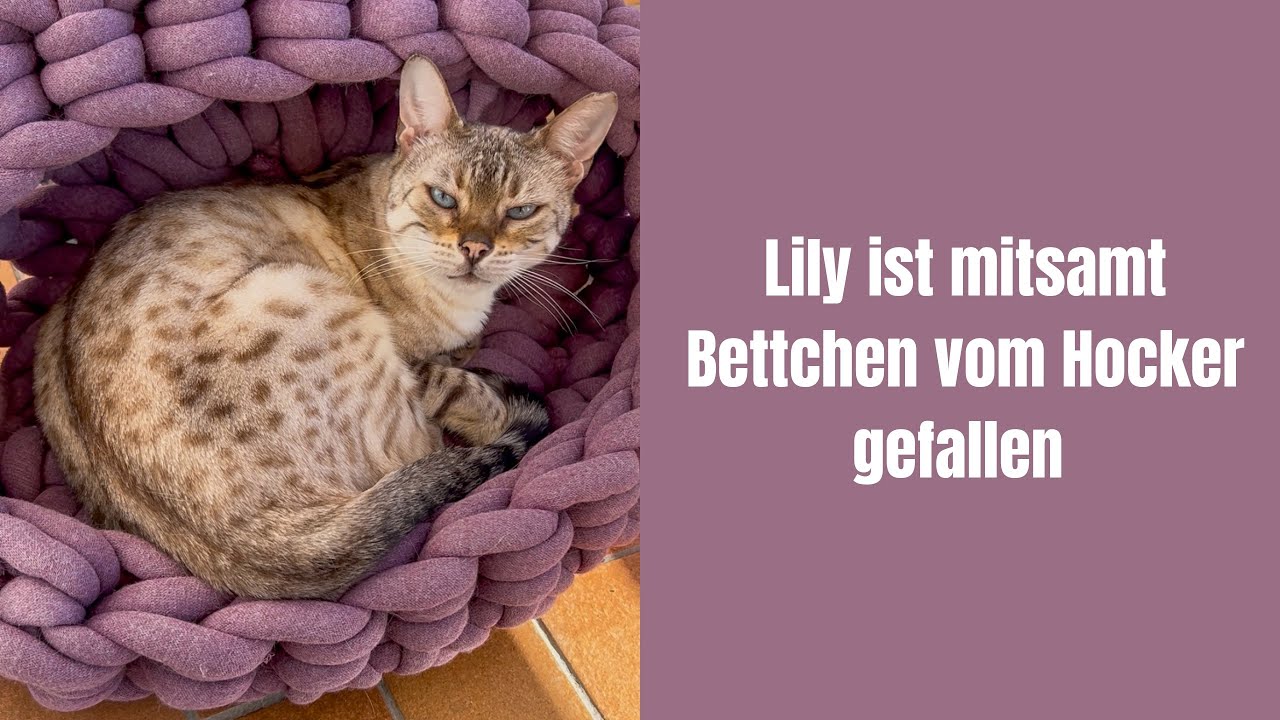 Lily ist mitsamt Bettchen vom Hocker gefallen
