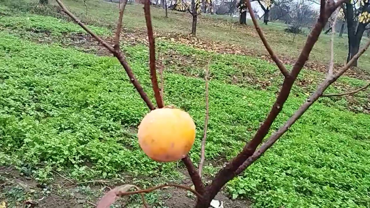 Перший сигнальний. Симпатюля.