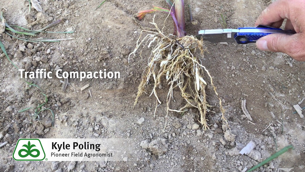 Evaluating Root Compaction in Corn