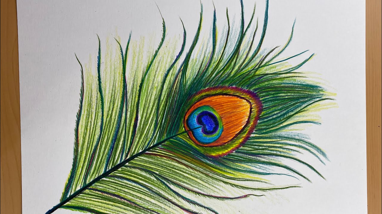 PEACOCK FEATHER IN COLOR PENCIL-✨🦚😍