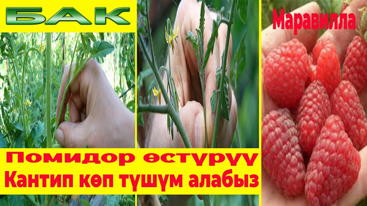 Помидордон кантип көп түшүм алабыз./Пасынкование./Маравилла быша баштады./