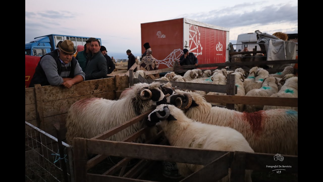Astăzi, la Poiana Sibiului, s-a scris din nou o filă de tradiție românească!