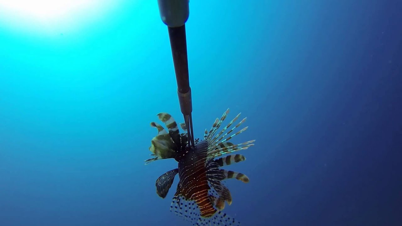 Demo of the Lionfish Slayer 