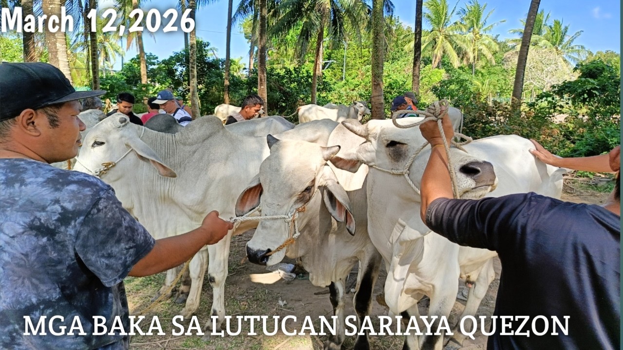 Mga Baka sa Lutucan Sariaya Quezon!