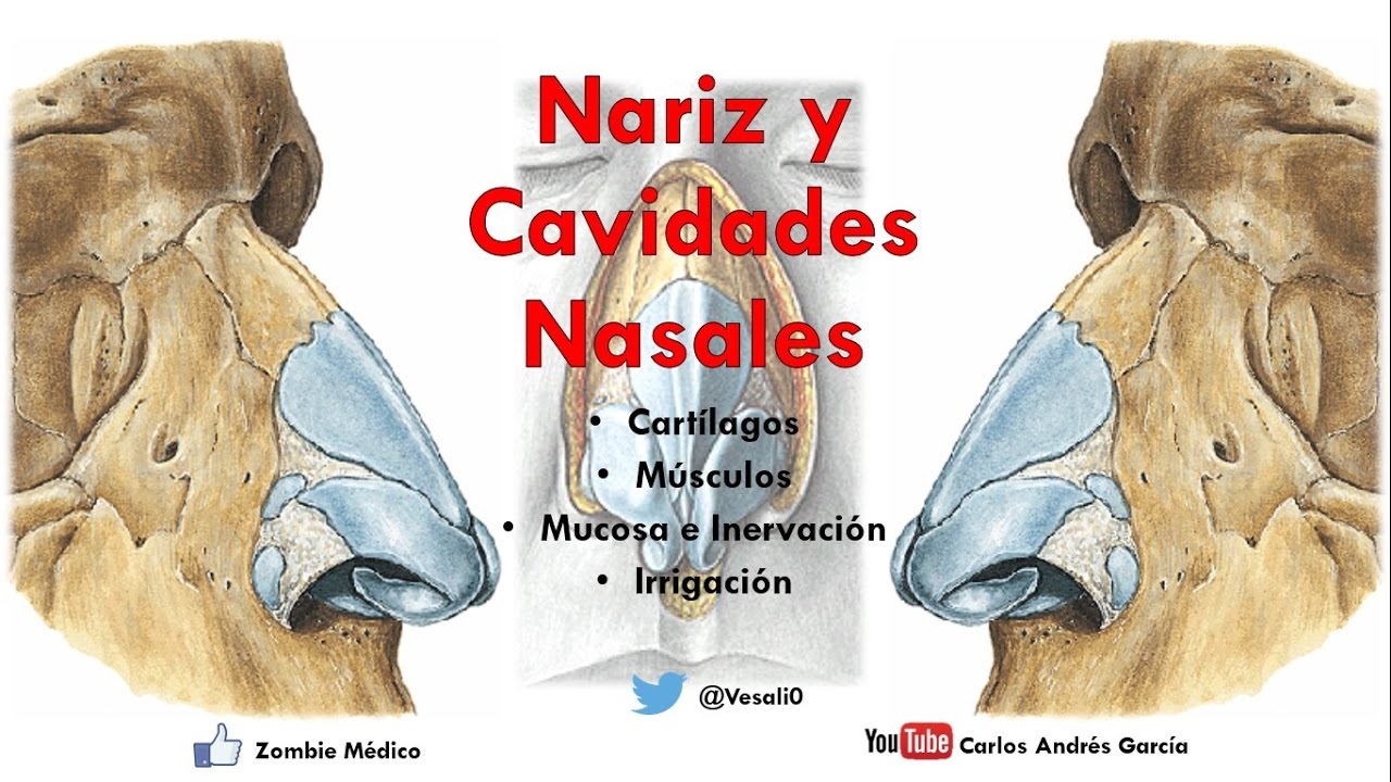 Anatom&iacute;a - Nariz y Cavidades Nasales (Linf&aacute;ticos, Inervaci&oacute;n, Irrigaci&oacute;n, Mucosa, Meatos)