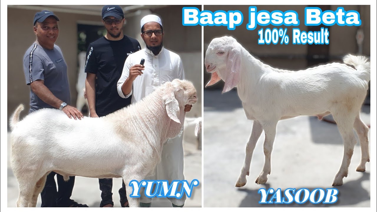 Hafeji goat farm YUMN ka beta YASOOB 100 % Result | lajpor, surat.