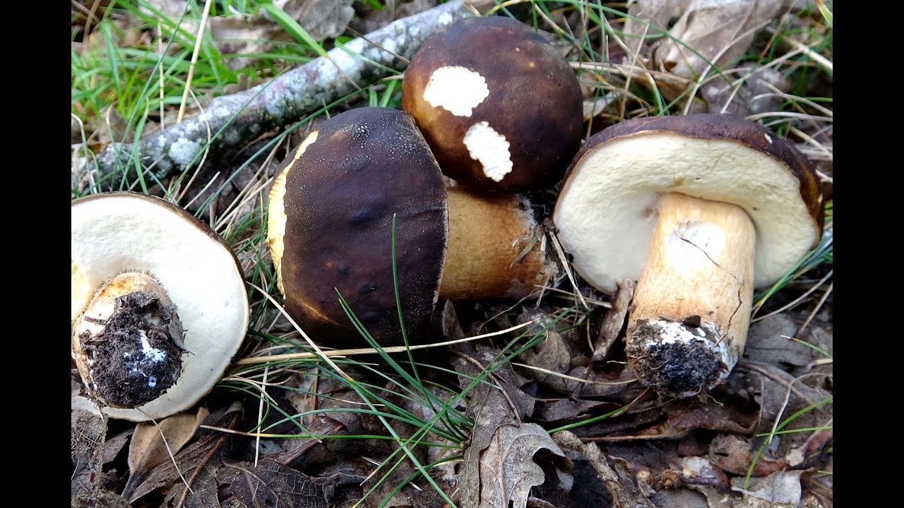 Boletus aereus - Hongo negro - Bronze Bolete  (4K)
