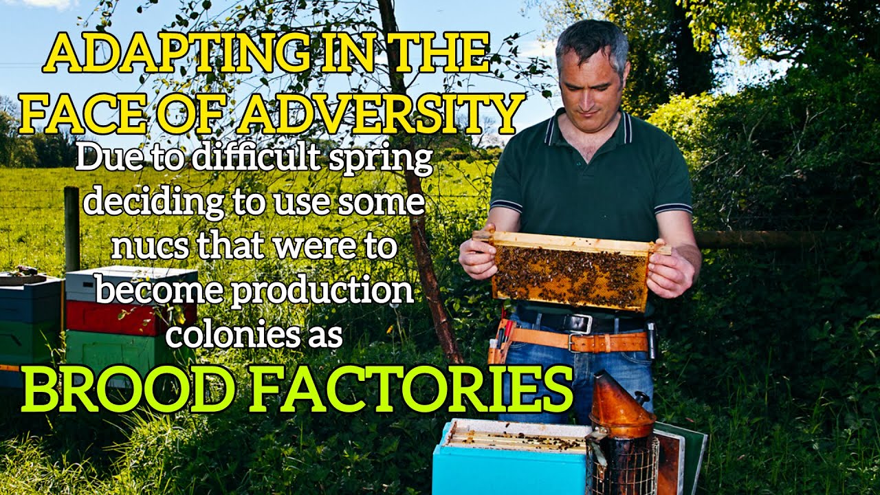 Adapting my plans - Using Nucs as BROOD FACTORIES for splits #beekeeping101 #irishbeekeeper