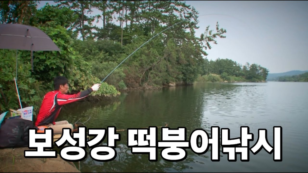 보성강 떡붕어낚시 #전층낚시 #중층낚시 #헤라부나