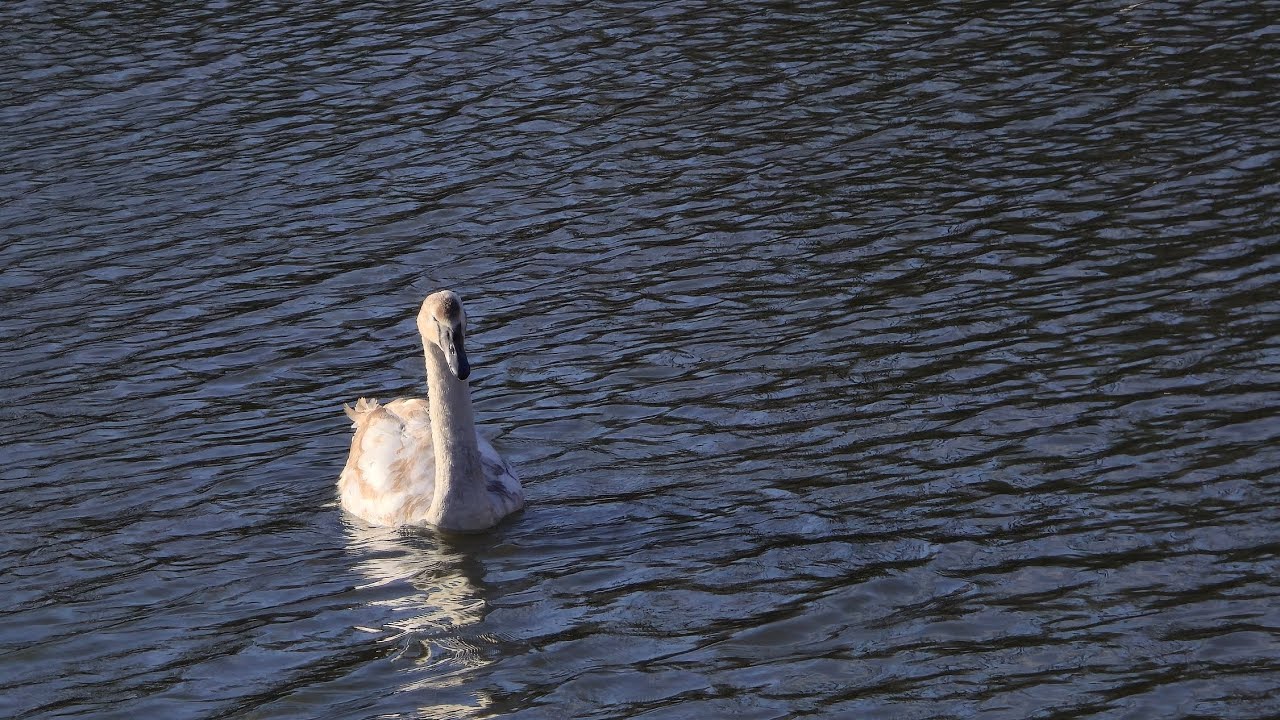 Nature alive, Coalville 