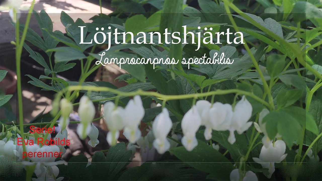 Perenner avsnitt1 L&ouml;jtnantshj&auml;rta