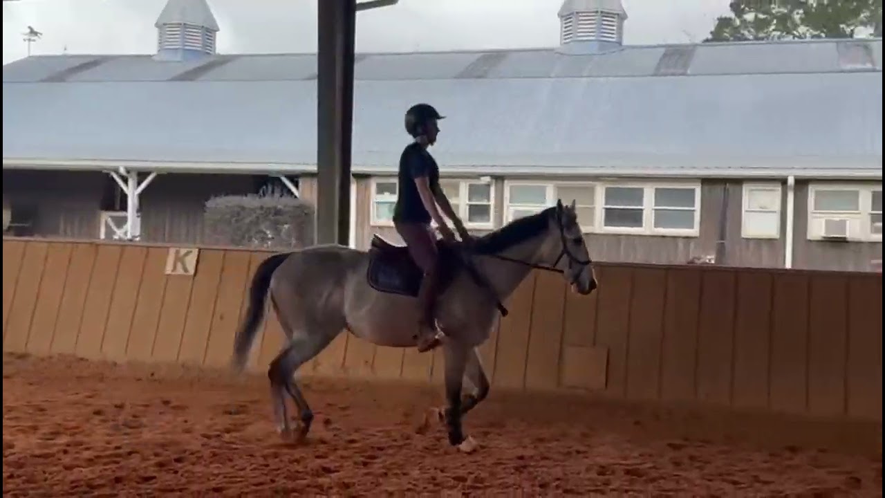 Spakla - Adoptable Thoroughbred from our Louisiana facility