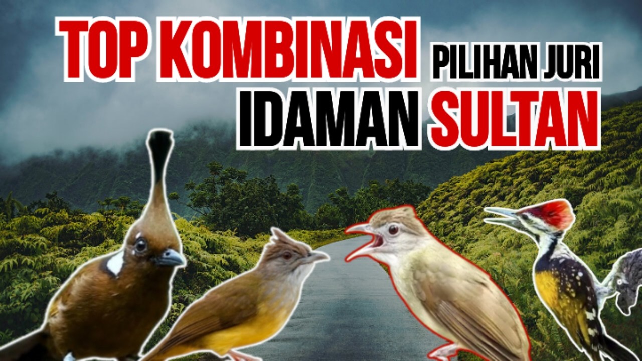 🔴 Masteran Top Pilihan Terbaik Burung Jawara‼️
