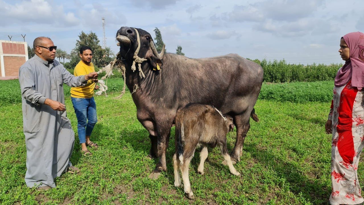 لأول مره على اليوتيوب الجاموس الايطالي الوالد فى مزرعة الكنج المهندس علاء البعل