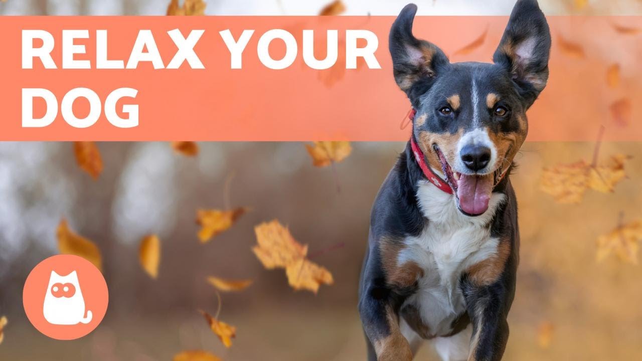 5 Ways to RELAX a NERVOUS DOG 🐶✅