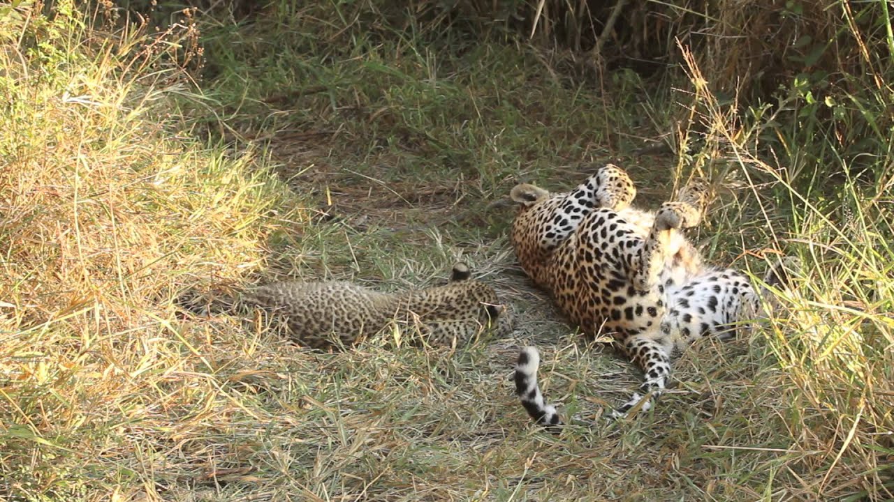 Tamboti Female and Cubs June 2013 MalaMala Game Reserve