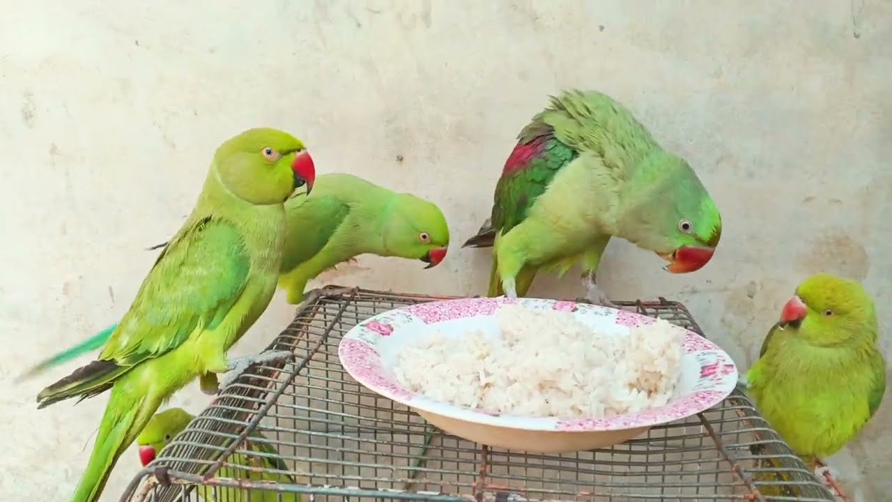 Green Ringneck parrot Talking And Eating🍚🌾