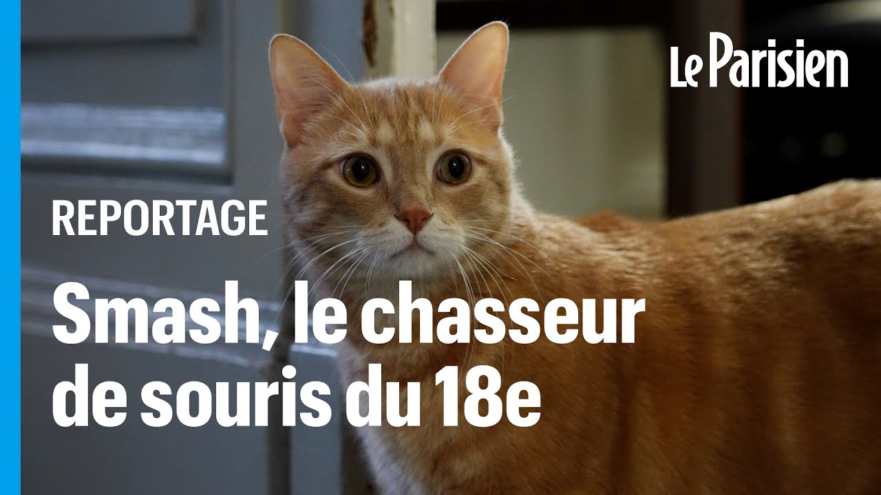 « Il fait le ménage » : Smash, le chasseur de souris de la mairie du XVIIIe arrondissement