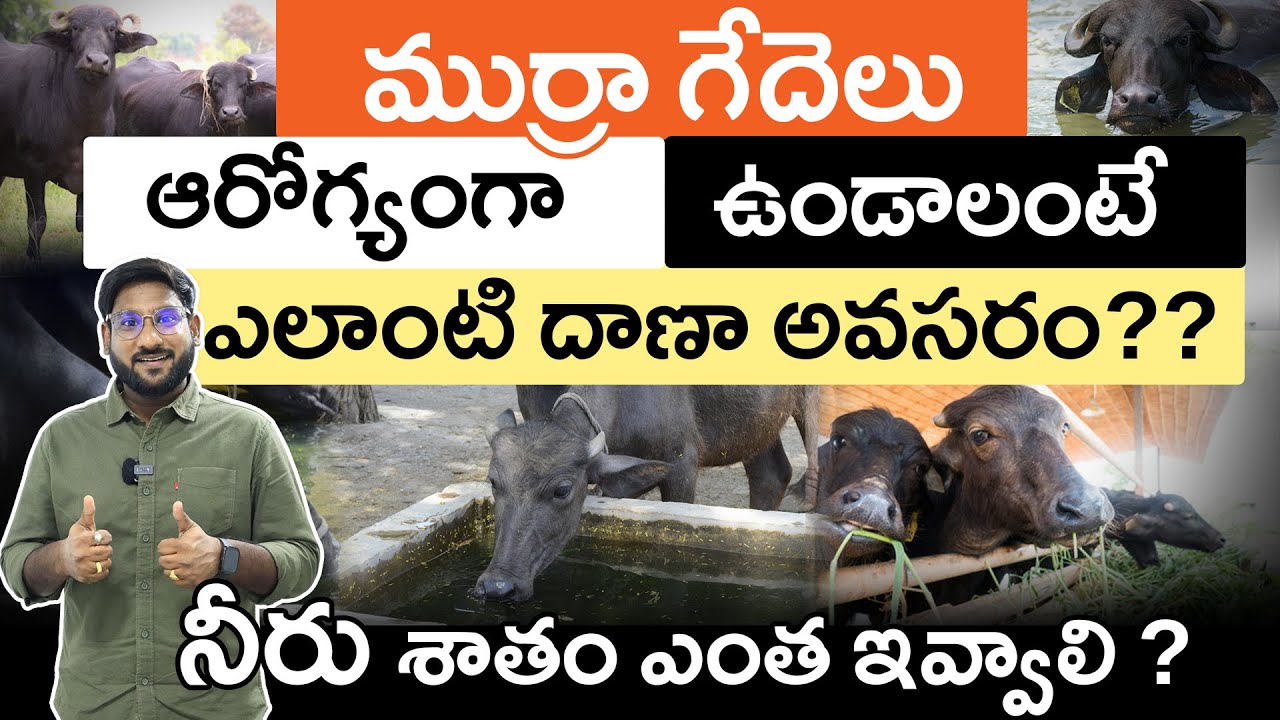 Murrah Buffalo Farming 2025 in Telugu - Feed, Water Management, and Dairy Farming | Part-2