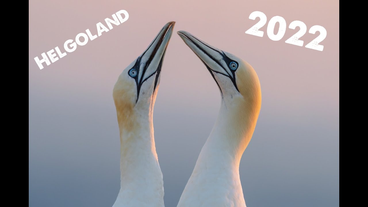 Helgoland 2022 - Jan-van-gent - Sony A1- 4K HDR