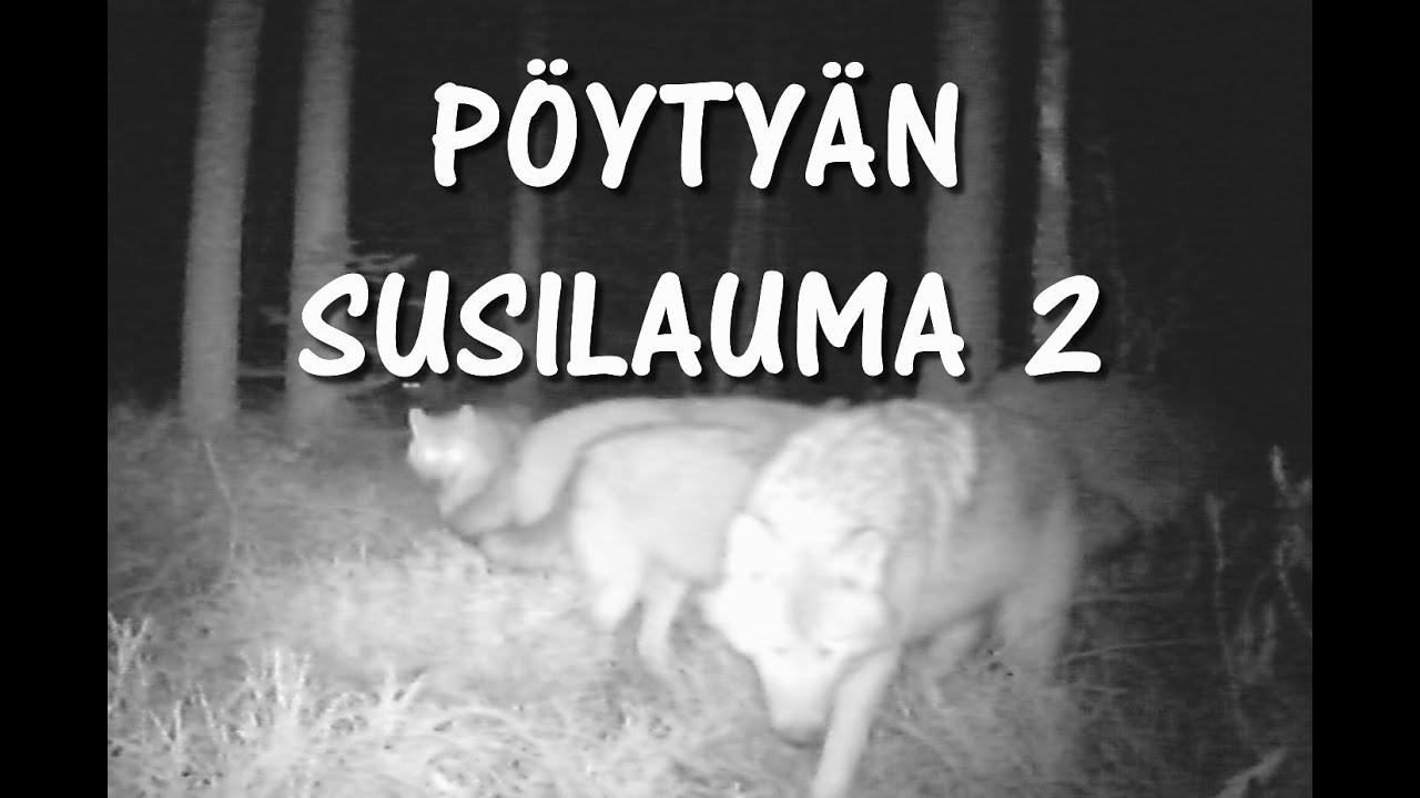 Pöytyän susilauma 2
