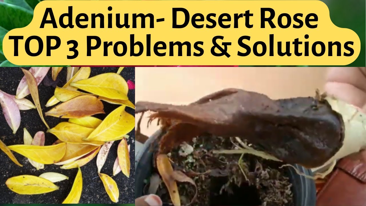 Adenium Plant Problems - TOP 3 | Desert Rose Plant Care