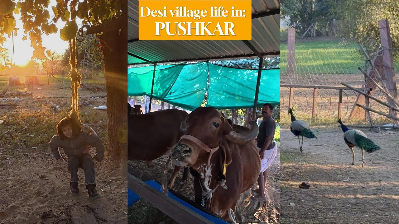 A DAY IN VILLAGE LIF | PUSHKAR | RAJASTHAN | PEACEFUL, LUXURIOUS AND RELAXING LIFE | DAILYVLOG |