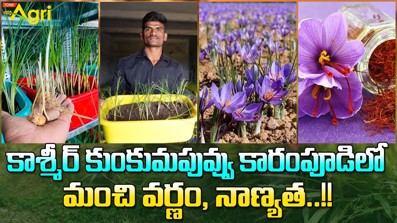Kashmir Kumkuma Puvvu (Saffron) Farming | కాశ్మీర్ కుంకుమపువ్వు కారంపూడిలో.. మంచి వర్ణం..! Tone Agri