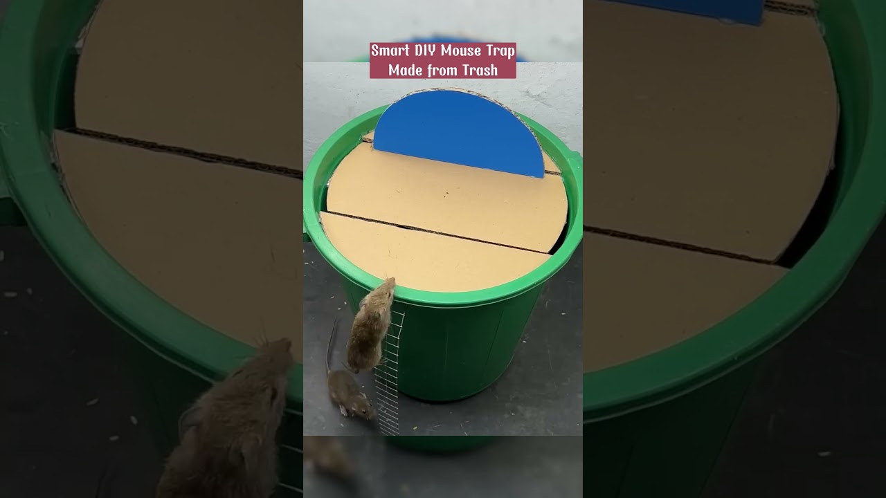 Smart DIY Mouse Trap Made from Trash #mousetrap #rattrap #shorts