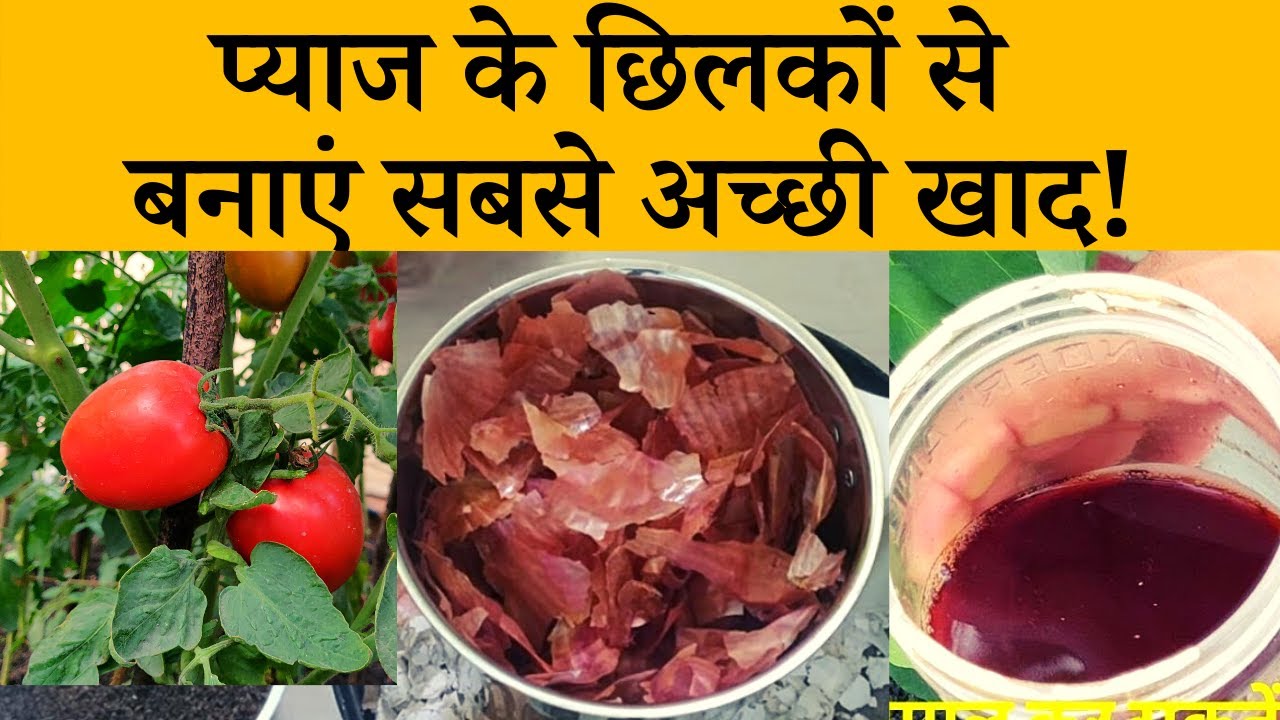 प्याज के छिलकों से खाद कैसे बनाएं | How To Make Onion Peel Fertilizer For Plants |  NPK Fertilizer