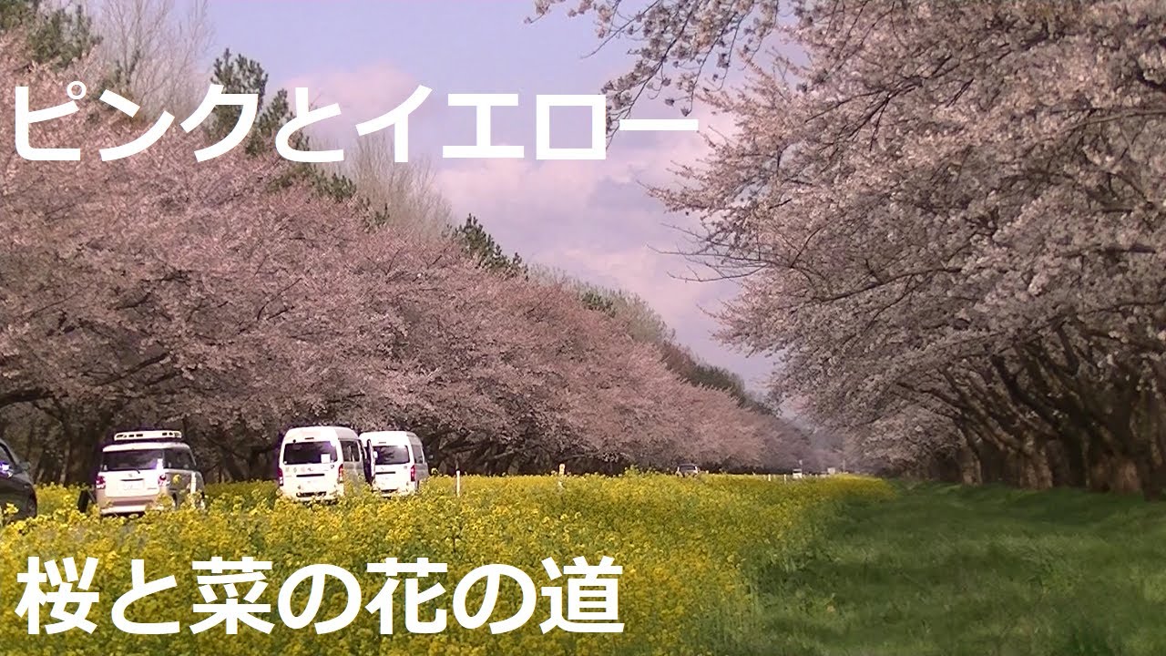 桜・菜の花ロード 2023　秋田県大潟村