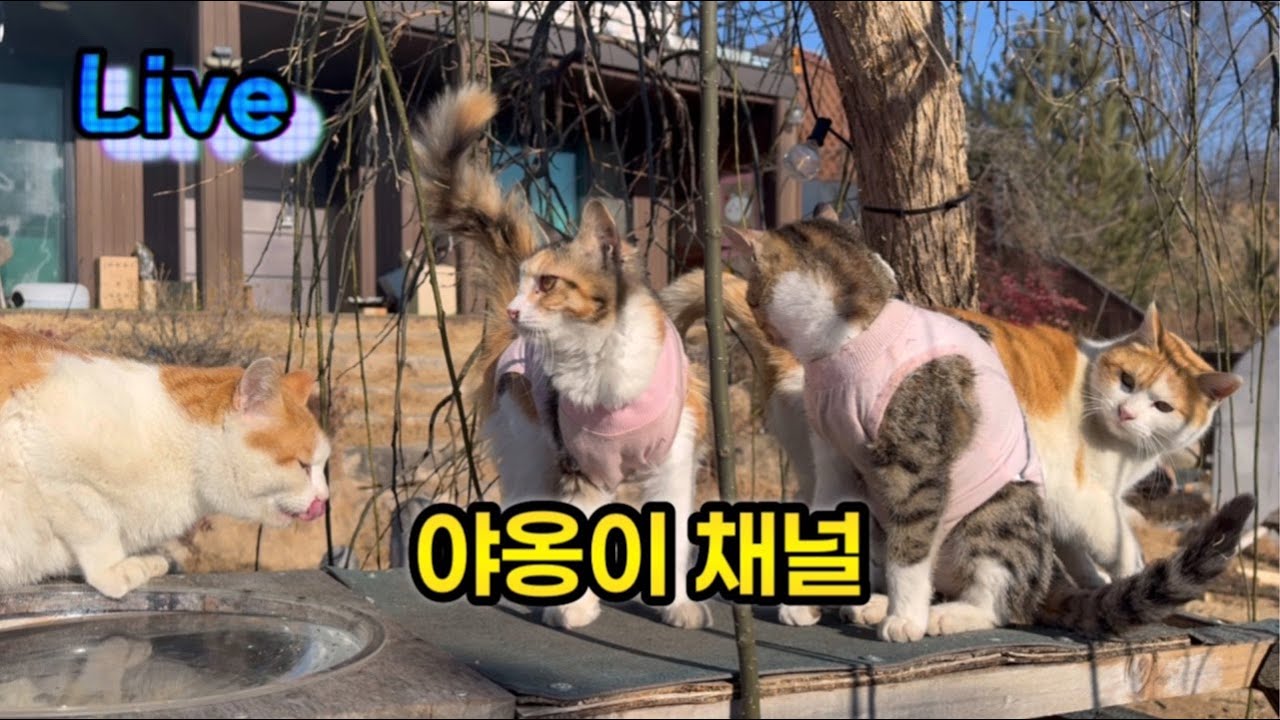 고양이는 없어요 저 보러와요