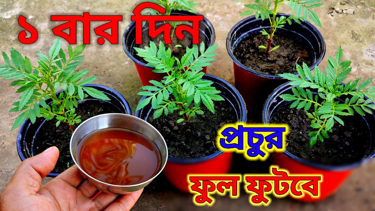 গাঁদা গাছে কি সার দিল মাত্র ৭ দিনেই প্রচুর গ্ৰোথ হবে দেখুন - প্রচুর ফুল পেতে এই সার প্রয়োগ করুন