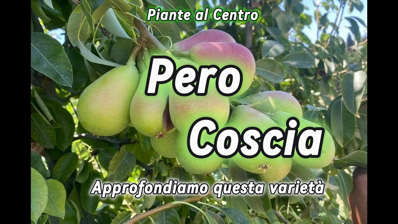 Pero Coscia, approfondiamo questa varietà Estiva