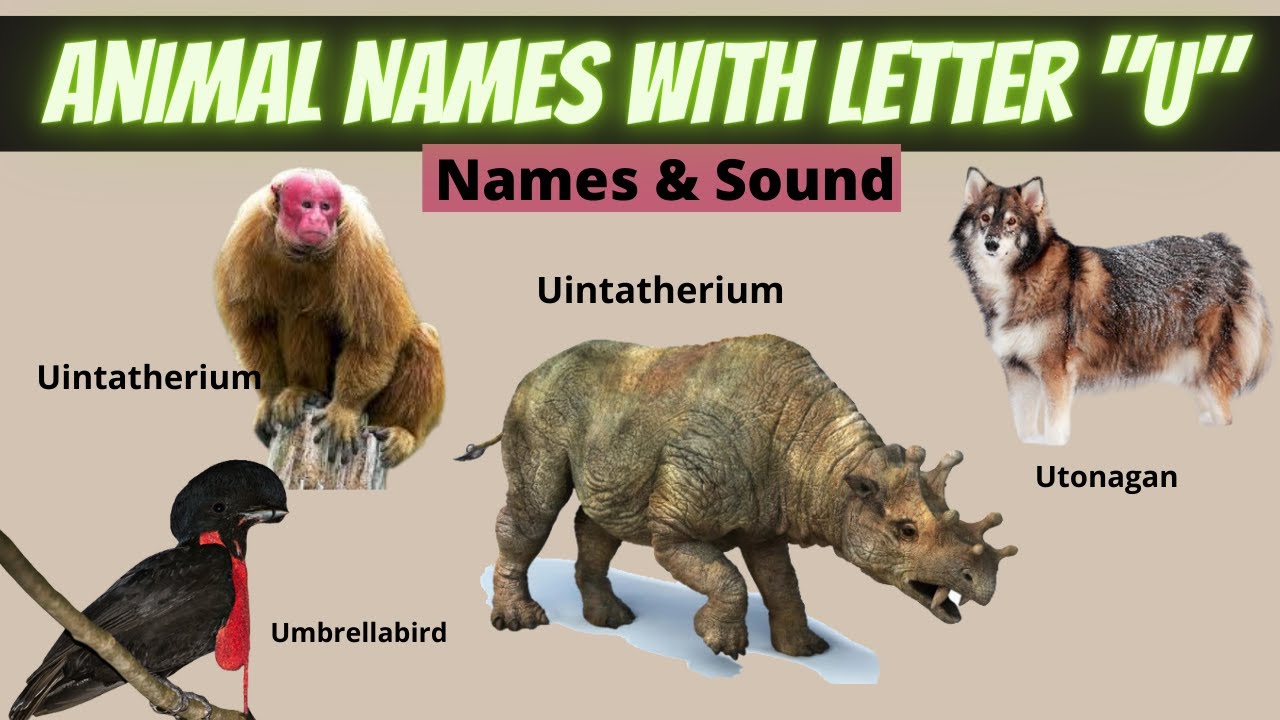 Animals for kids | Animals Starting with U Learn Animal Words That Start With Letters U