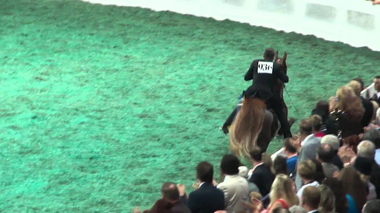 2011 5-Gaited World Champion American Saddlebrd Victory Pass