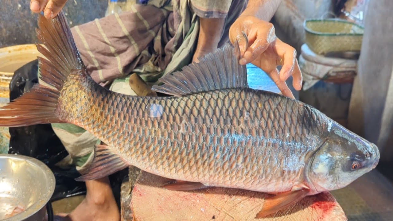 Amazing Rohu Fish Cutting Skills In Bangladesh Local Fish Market By Expert Cutter
