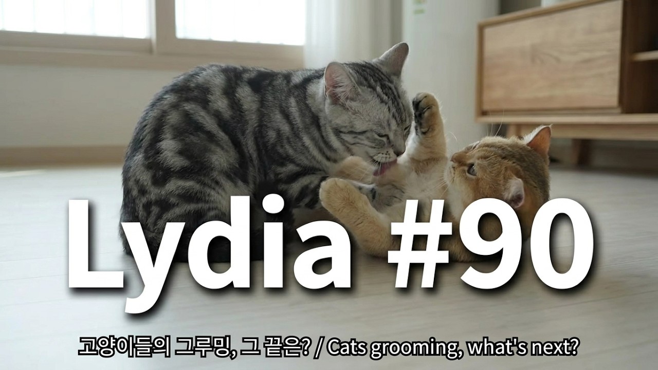 [ENG] Lydia #90| 고양이들이 그루밍으로 시작해서 뭐로 끝날까? | 2월 장본금액공개