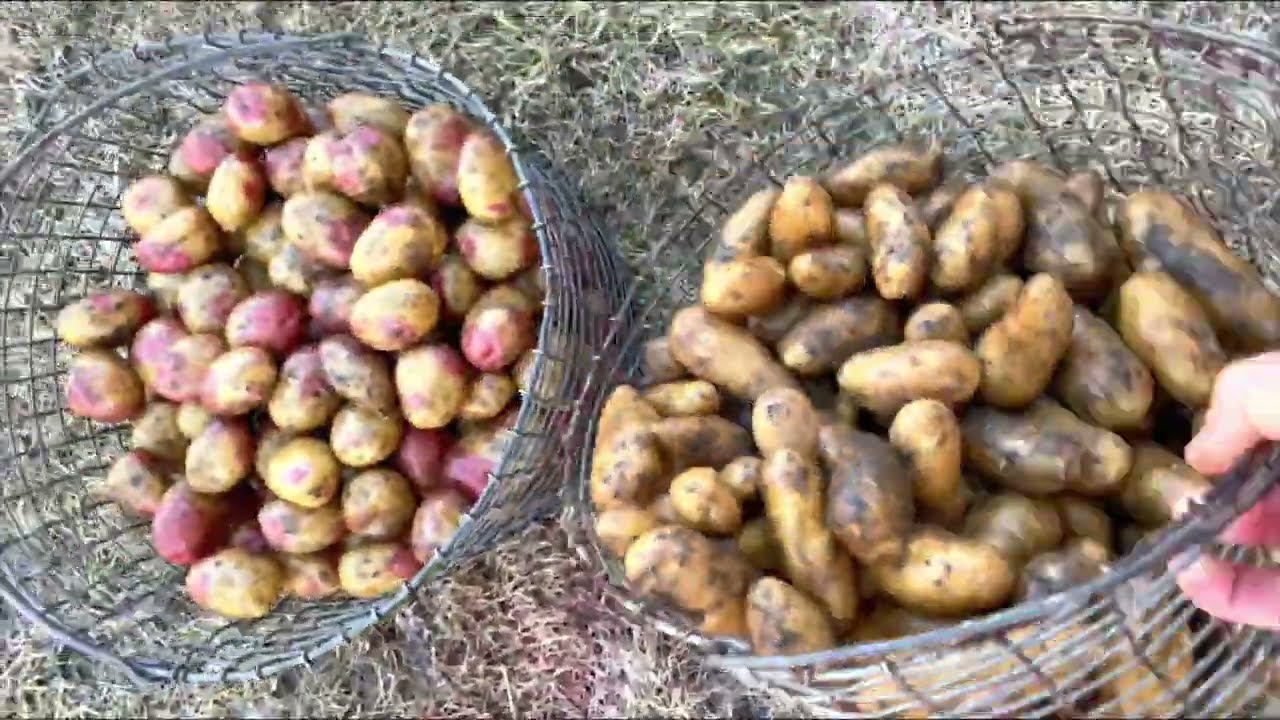 Potatislandet: F&ouml;rberedelse av &aring;rets s&auml;ttpotatis #s&auml;ttpotatis