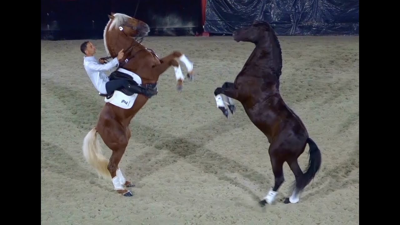 Z7 Show Horses - Selyne & Jeremy Gonzalez present GOLD & KONIAK: Liberty & High School.