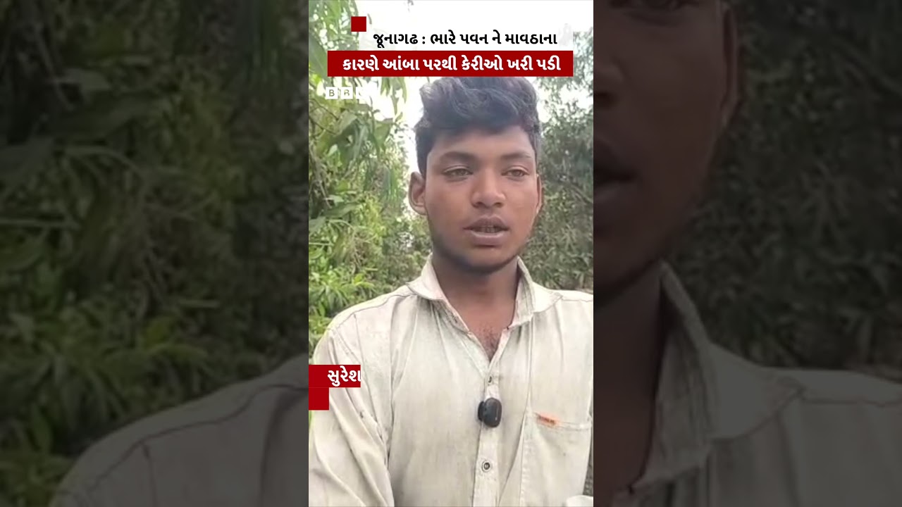 Gujarat Rain : ભારે પવન ને માવઠાના કારણે આંબા પરથી કેરીઓ ખરી પડી