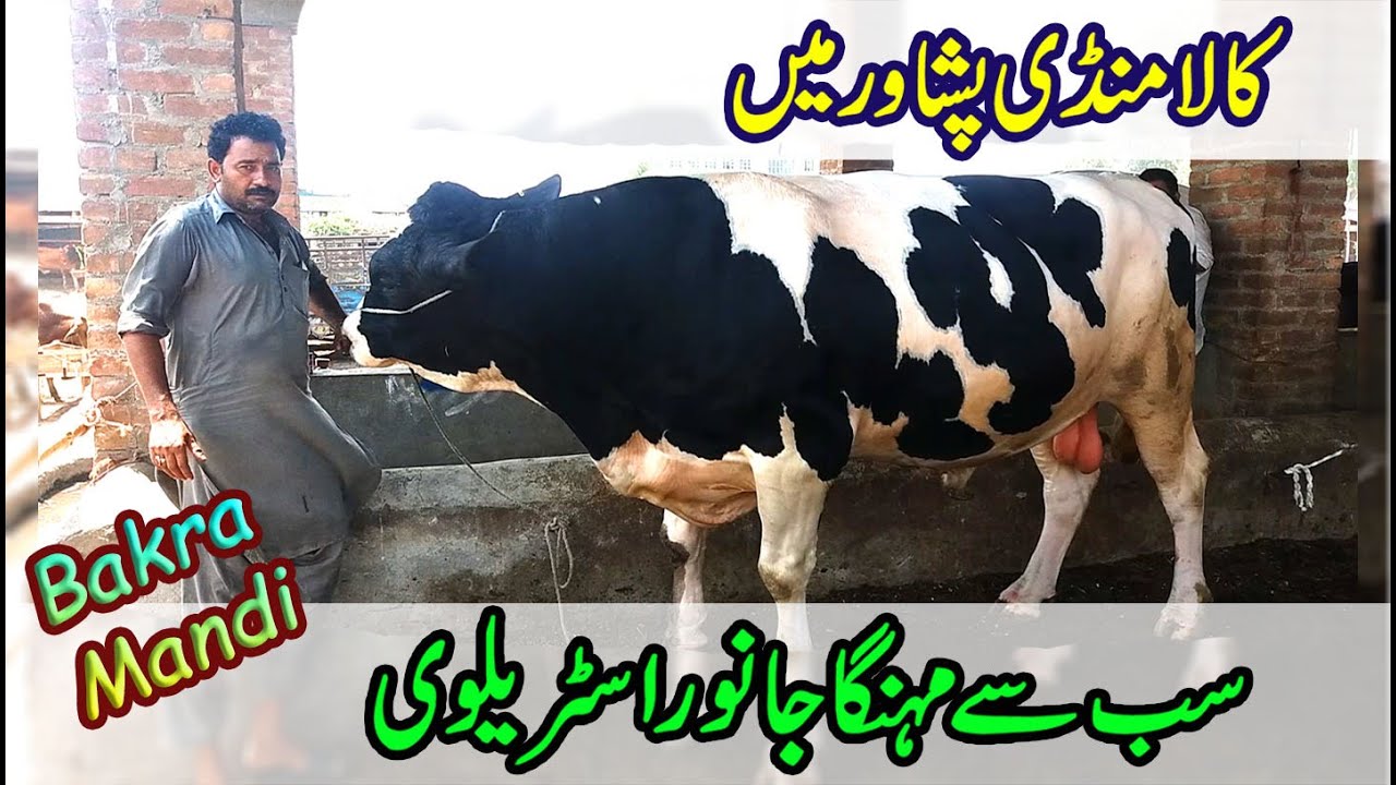 Kala Mandi Peshawar // Cow Mandi  // BIGGEST Cow In Peshawar //Beautiful Cow ..