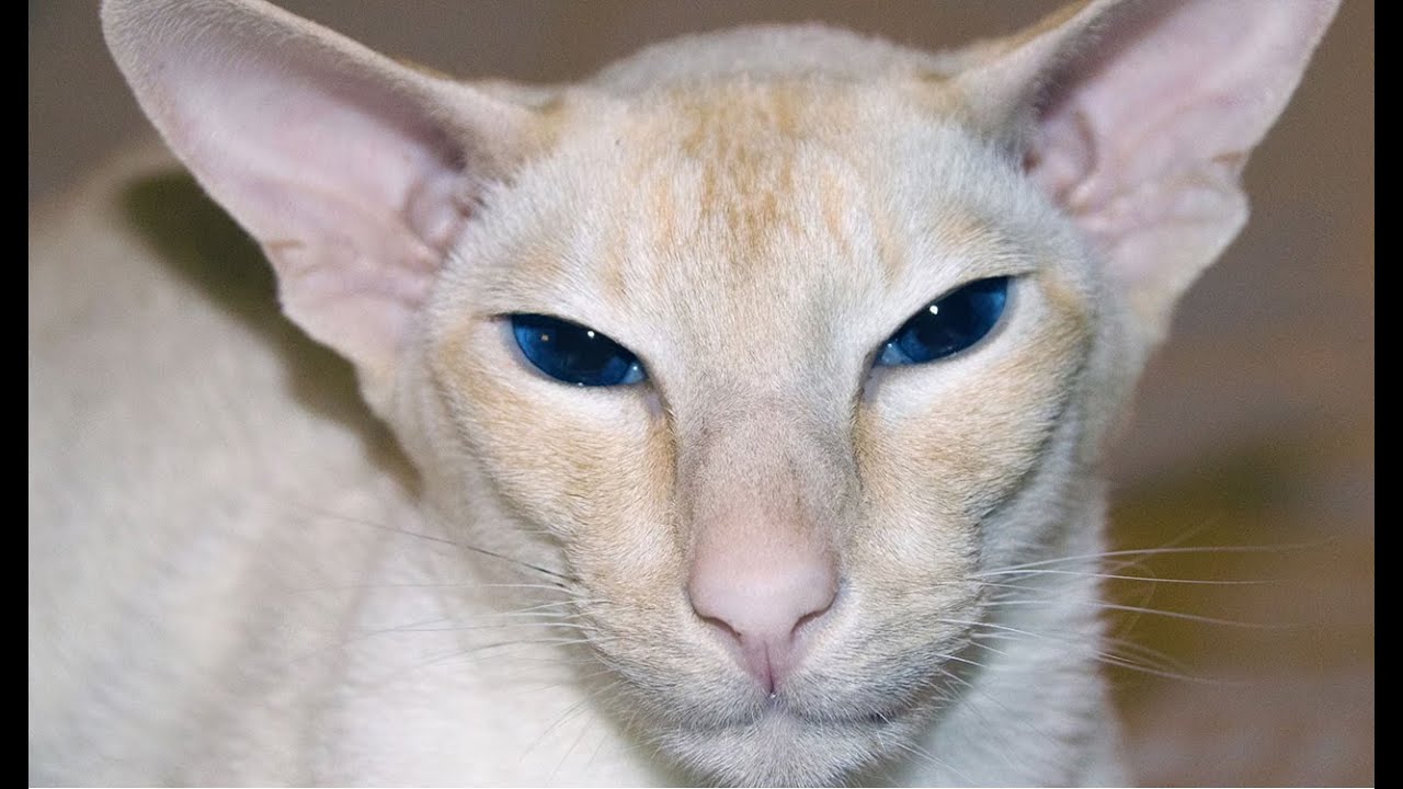 Colorpoint Shorthair Cats 101: Amazing Cat Facts In 60 Seconds 🐱🕒