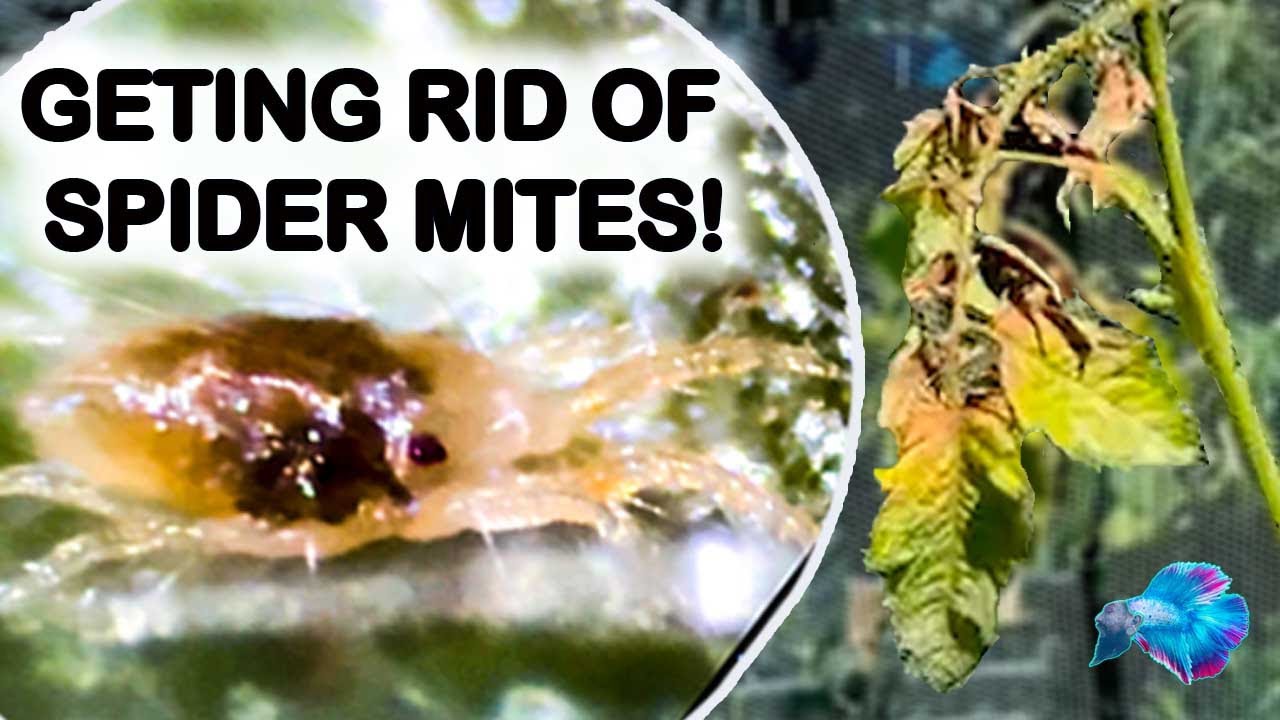 SPIDER MITES ON HYDROPONIC TOMATO PLANTS!