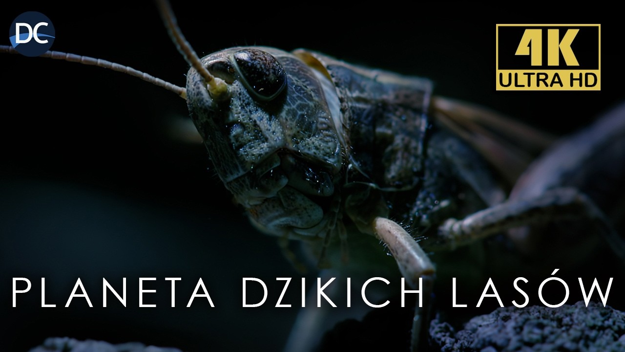 Tajemnicze Gaje Oliwne Andaluzji | Niezwykłe Ekosystemy | Dokument 4K Lektor PL