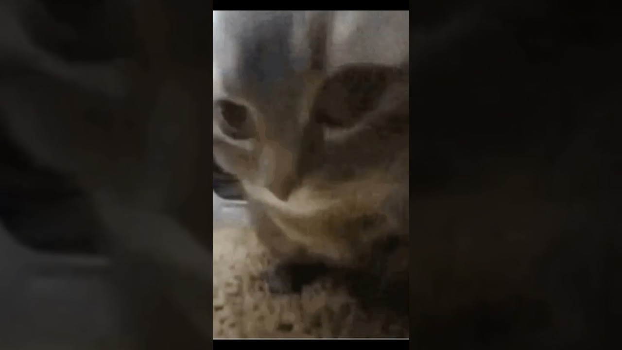 Magico dubi boom boom boom #cats #funny #memes#lethalcompany #shorts  #cute  #kitten #cat