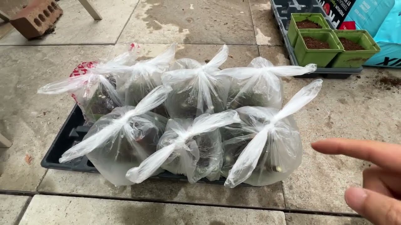 春季扦插无花果 - 枝条过冬，保存得很好 - fig cutting