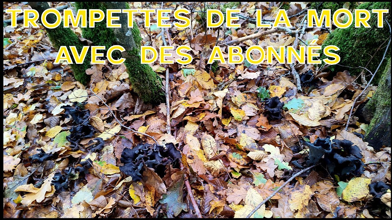 Prospection aux trompettes de la mort avec des abonnés