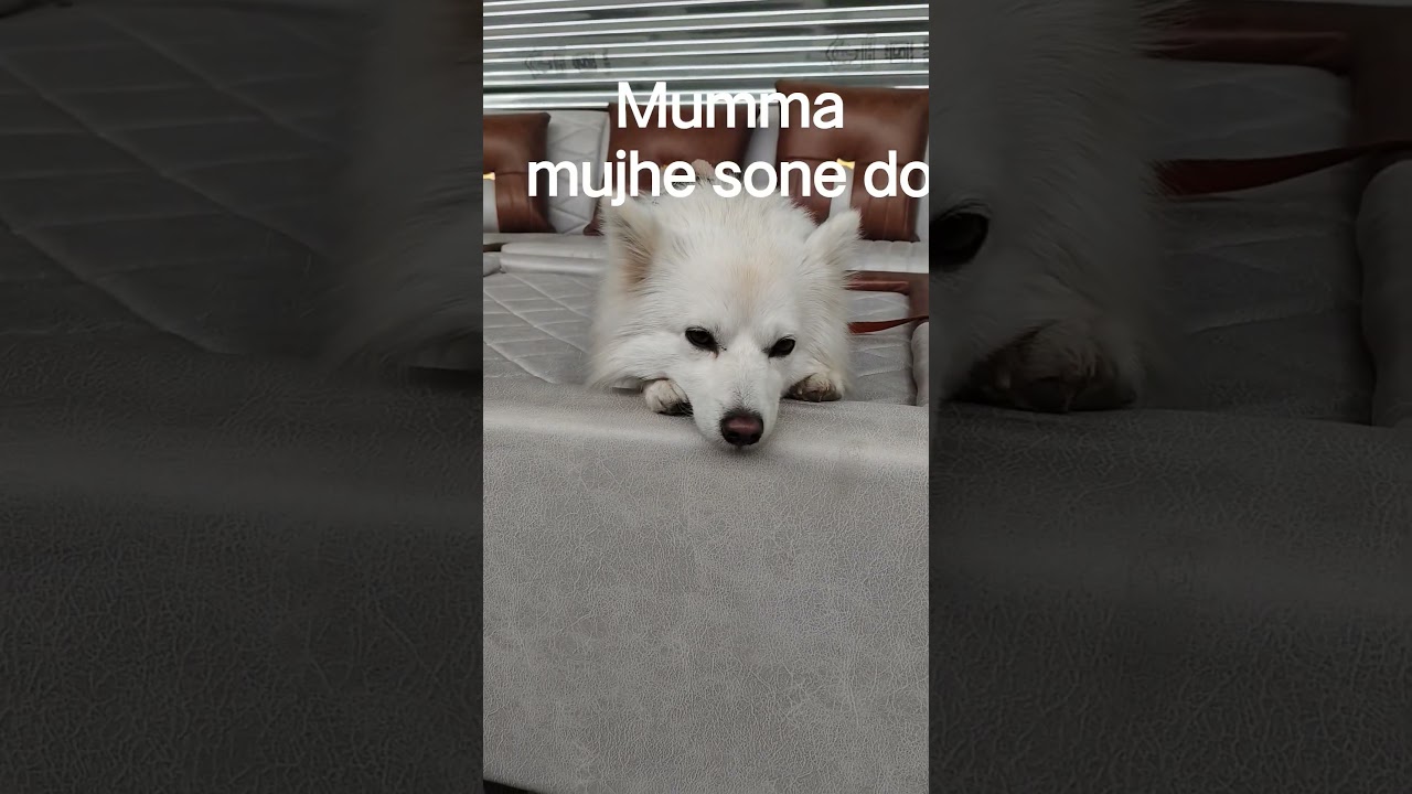 When Mom Won't Let You Sleep Jurassic the Cute Dog #shorts #pets #jurassic #viral #trading